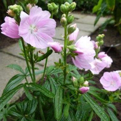 Sidalcea 'Little Princess' - Sidalcea 'Little Princess'