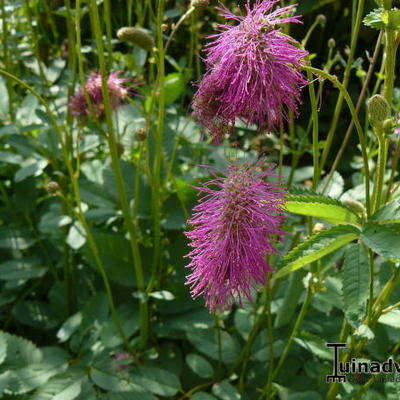 Sanguisorba hakusanensis - Sanguisorba hakusanensis