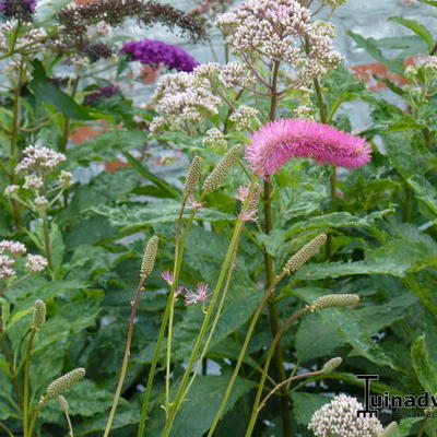 Sanguisorba obtusa - Sanguisorba obtusa