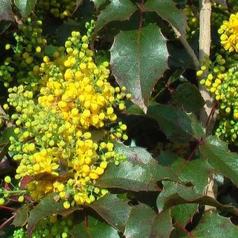 Mahonia aquifolium 'Apollo'