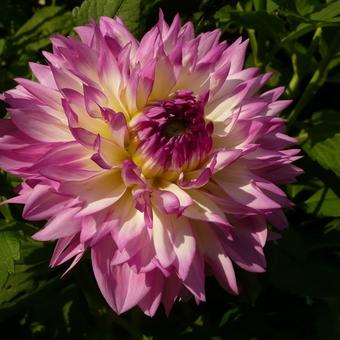 Dahlia 'Lake Michigan'