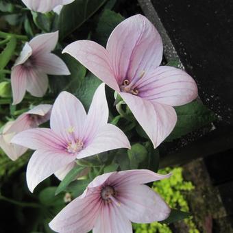 Platycodon grandiflorus 'Perlmutterschale'