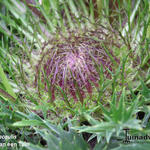 Carlina acaulis - Silberdistel