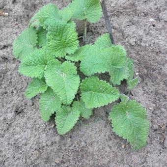 Stachys macrantha 'Superba'