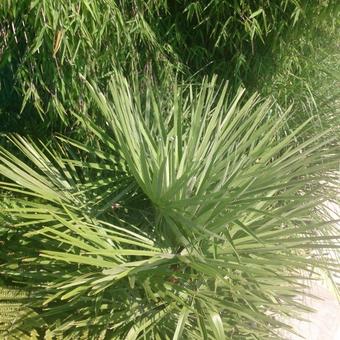 Chamaerops humilis var. volcano