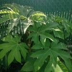 Tetrapanax papyrifer 'Rex' - 