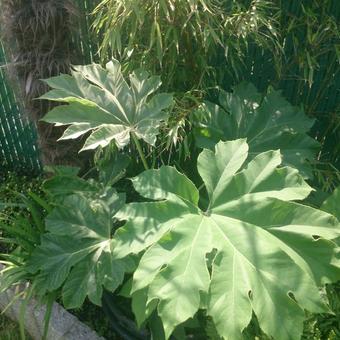 Tetrapanax papyrifer