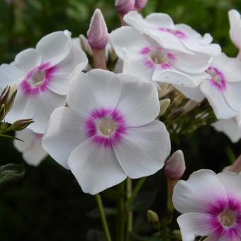 Phlox paniculata 'Europa'