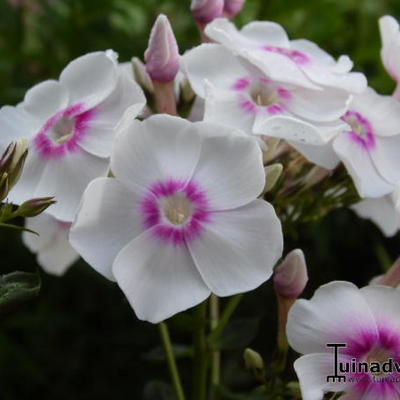 Phlox paniculata 'Europa' - Phlox paniculata 'Europa'