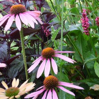 Echinacea purpurea 'Summer Cocktail'