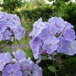 Phlox paniculata 'Utopia' - 