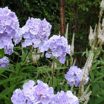 Phlox paniculata 'Utopia'