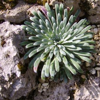 Saxifraga longifolia