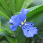 Commelina coelestis - 