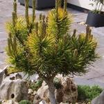 Pinus mugo 'Carsten' - Pinus mugo 'Carsten'