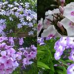 Phlox - 