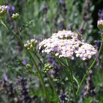 Achillea millefolium 'Lilac Beauty'