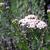 Achillea millefolium 'Lilac Beauty'