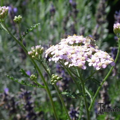 Achillea millefolium 'Lilac Beauty' - Achillea millefolium 'Lilac Beauty'