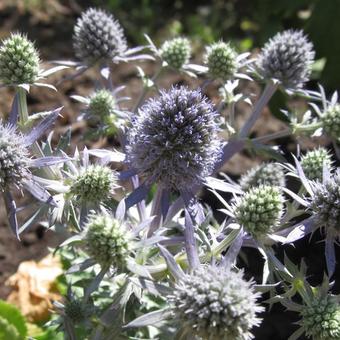 Eryngium planum 'Blue Hobbit'