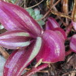 Tradescantia zebrina - Zebra-Ampelkraut