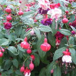 Fuchsia - Fuchsia