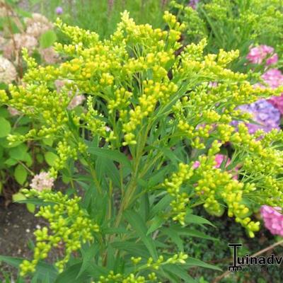 Solidago 'Goldkind' - Solidago 'Goldkind'