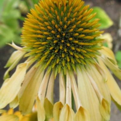 Echinacea purpurea 'Mac 'n' Cheese' - 