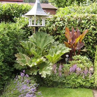 Gunnera manicata