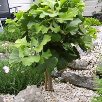 Ginkgo biloba 'Mariken'