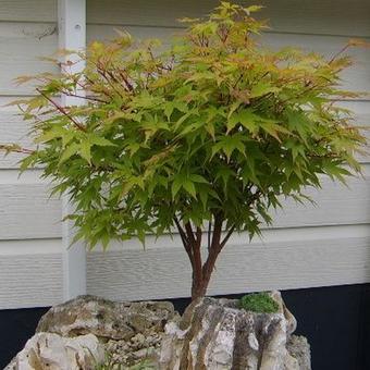 Acer palmatum 'Sangokaku'