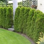 Thuja occidentalis 'Brabant' - 