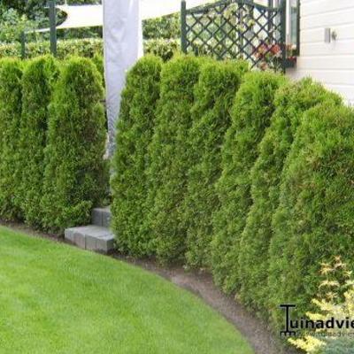 Thuja occidentalis 'Brabant' - 