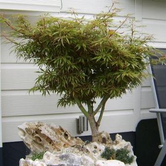 Acer palmatum 'Jerre Schwartz'