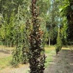 Fagus sylvatica 'Dawyck Purple' - 