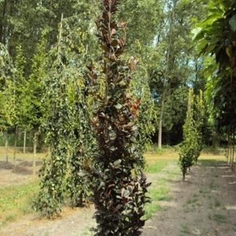 Fagus sylvatica 'Dawyck Purple'