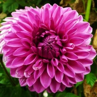 Dahlia 'Lucky Number'