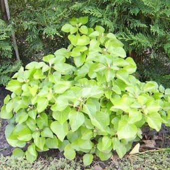 Hedera hibernica 'Arbori Compact'