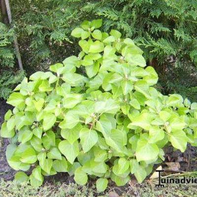 Hedera hibernica 'Arbori Compact' - Hedera hibernica 'Arbori Compact'