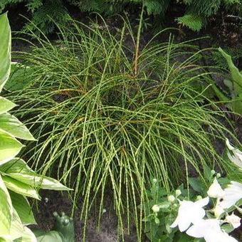 Thuja plicata 'Whipcord'