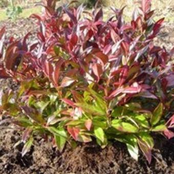 Leucothoe keiskei 'Royal Ruby'