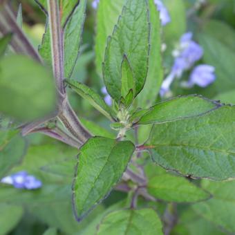 Scutellaria incana