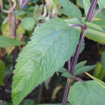 Scutellaria incana