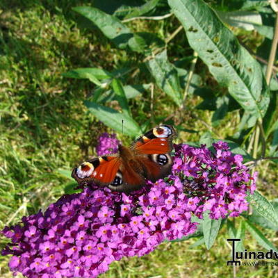 Buddleja davidii 'Nanho Purple' - Buddleja davidii 'Nanho Purple'