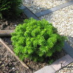 Abies koreana 'Cis' - 