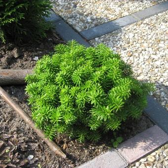 Abies koreana 'Cis'