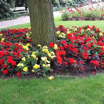 Begonia x tuberhybrida