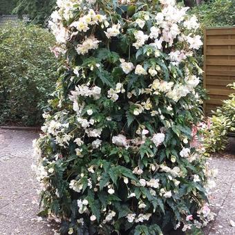 Begonia x tuberhybrida