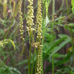 Actaea cordifolia 'Blickfang' - 