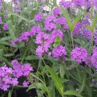 Verbena rigida